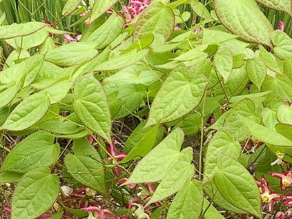 Epimedium rubrum