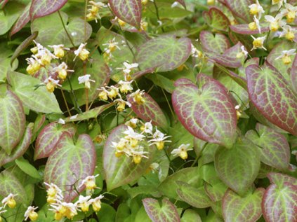 Epimedium sulphereum