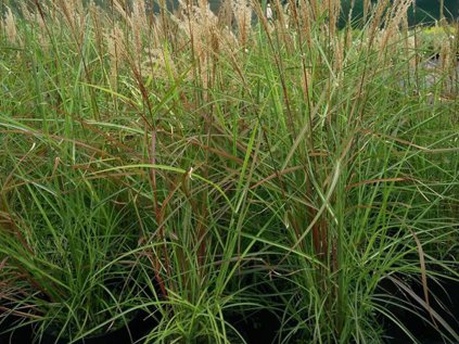 5014 miscanthus ferner osten