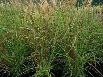 Miscanthus ferner osten