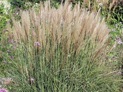 Miscanthus kleine silberspinnen