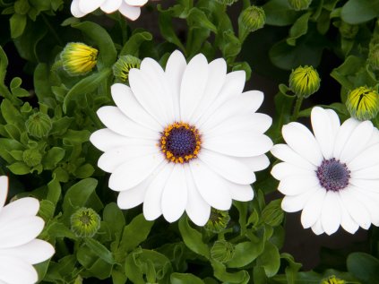 Osteospermum white