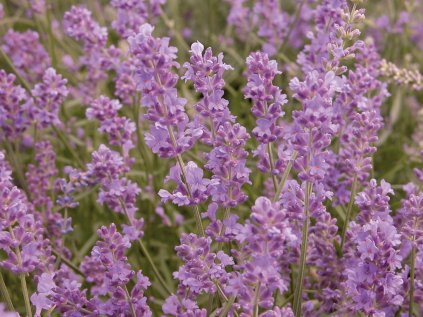 lavandula munstead