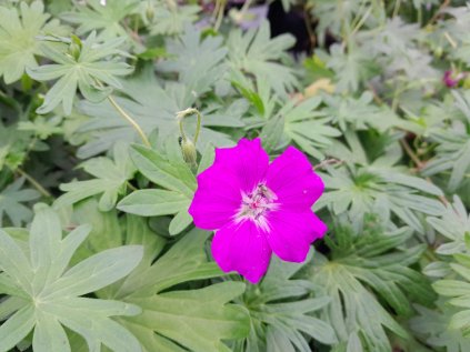 Geranium sanguineum vision violet