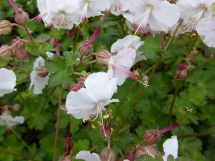 geranium cantabrigiense st ola