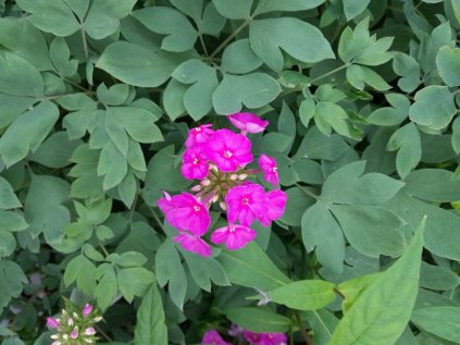 5237 plamenka winnetou