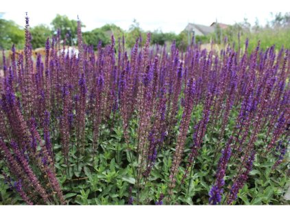 Šalvěj hajní 'Violet Queen''