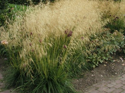 5246 deschampsia goldschleier