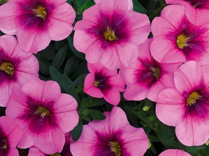 Calibrachoa uno Glamour