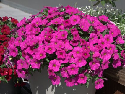 5255 power sisters pam