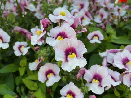 nemesia Elph White purple eye