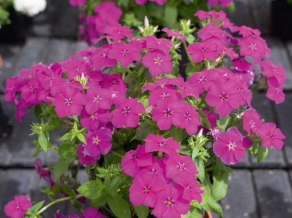 phlox gisele purple