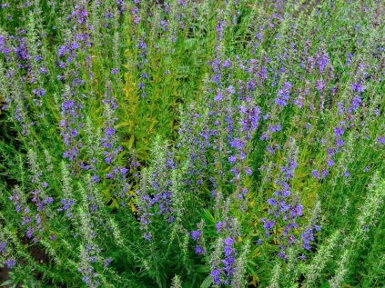 Hyssopus officinalis