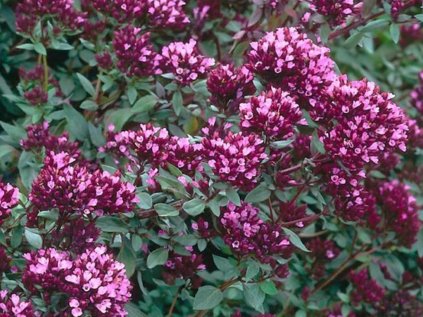 Origanum laevigatum Herrenhausen
