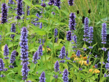 5372 agastache black adder