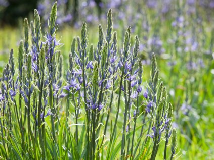 camassia leichtlinii caerulea