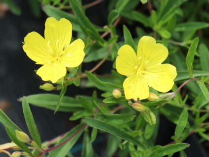 Oenothera africa sun