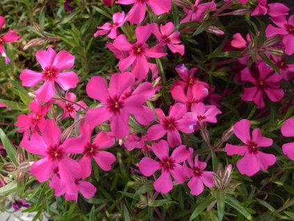 5444 phlox subulata scarlet flame