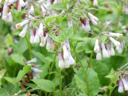 5450 symphitum wisley blue