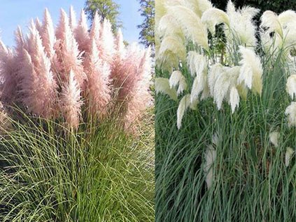 cortaderia mix