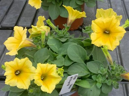 petunia yellow dark eye