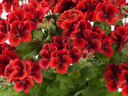 5467 candy bright red