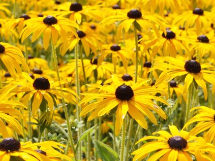 5482 trapatka zariva deamii resized