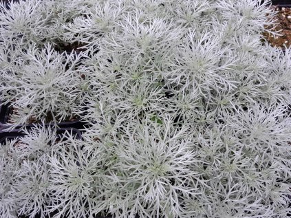 Artemisia nana