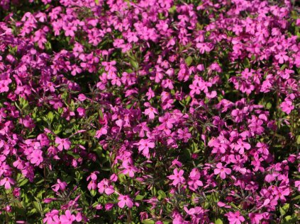 Phlox stolonifera home fire