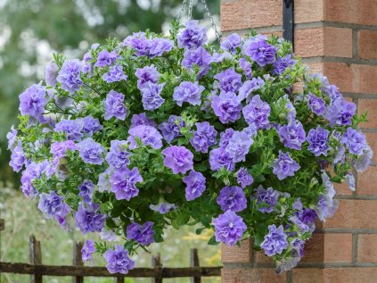 5497 tumbelina maria