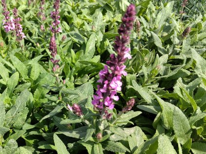 5512 salvia nemorosa merlau rose2