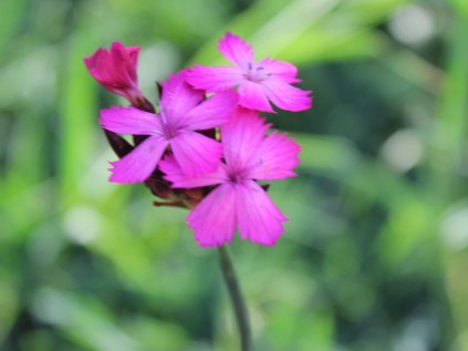 5530 dianthus carthusianorum