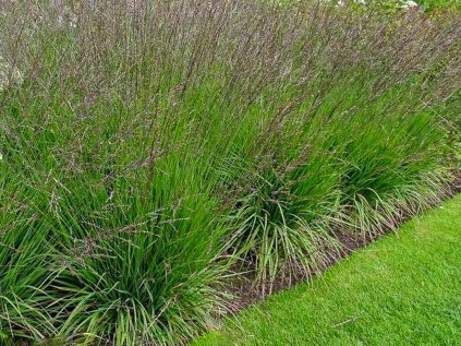 5548 molinia edith dzuzs