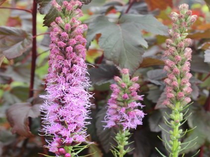 5578 liatris floristan violet