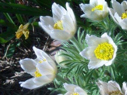 5581 pulsatilla vulgaris alba