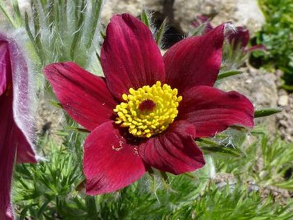 5587 pulsatilla vulgaris rote glocke