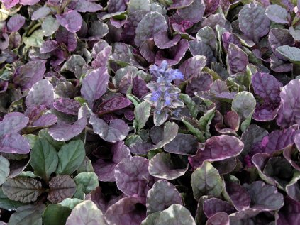 Ajuga reptans burgundy glow