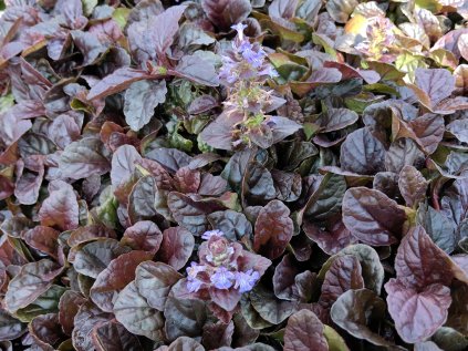 ajuga reptans Braunhertz