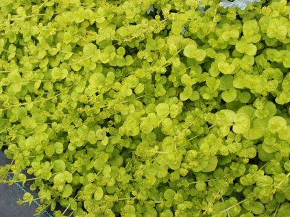 lysimachia nummularia