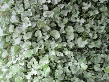 5605 dichondra argentea