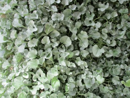 dichondra argentea