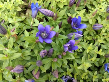 5611 gentiana luis big blue