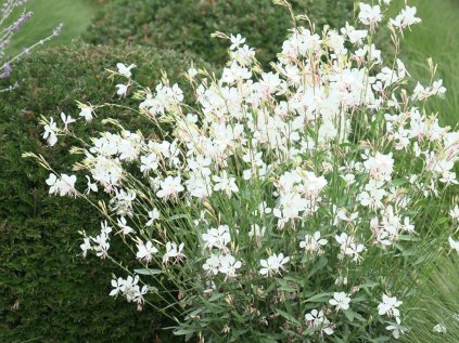 5620 gaura belleza white