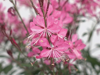 gaura belleza pink
