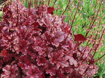 5626 heuchera berry marmelade