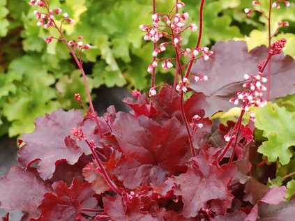 5629 heuchera fire chief