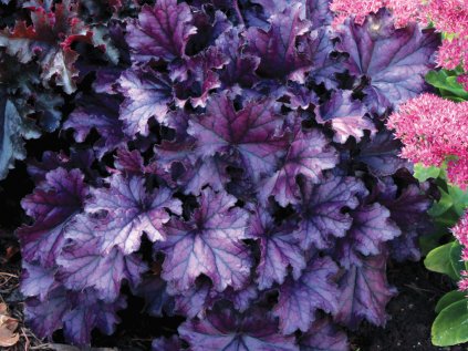 5632 1 heuchera forever purple