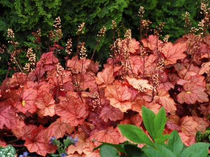 5635 heuchera georgia peach