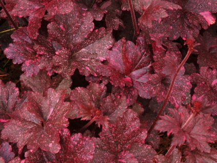 5638 heuchera midnight rose