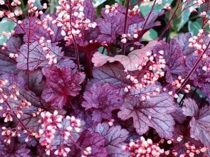 5641 heuchera shanghai